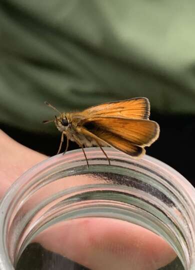 Skipper hanging out on collection jar 