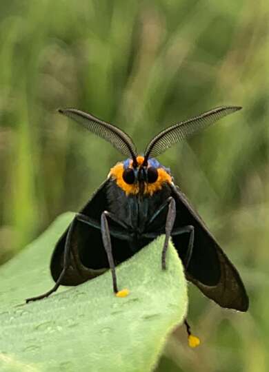Virginia Ctenucha Moth &copy; Photo by Gita Yingling