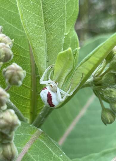 Flower Crab Spider 