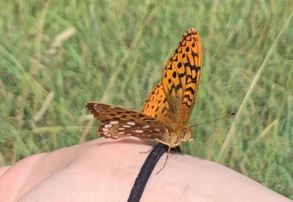Fritillary on my wrist 