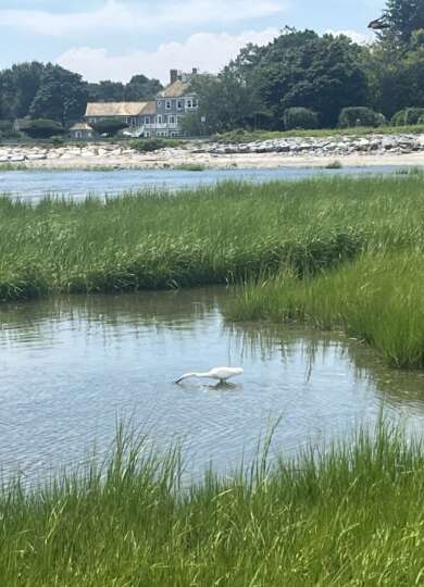 Egret near Smith Richardson Preserve 