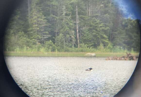 Adult loon preening 