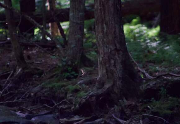 Ruby-throated Hummingbird flying at Mink Brook 