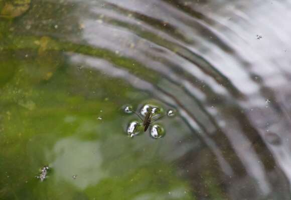 Waterbug at Mink Brook 