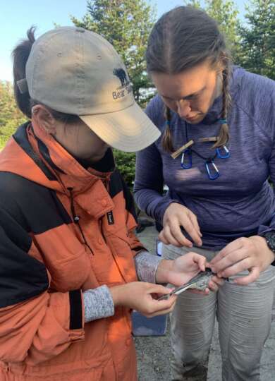 Measuring wing length 