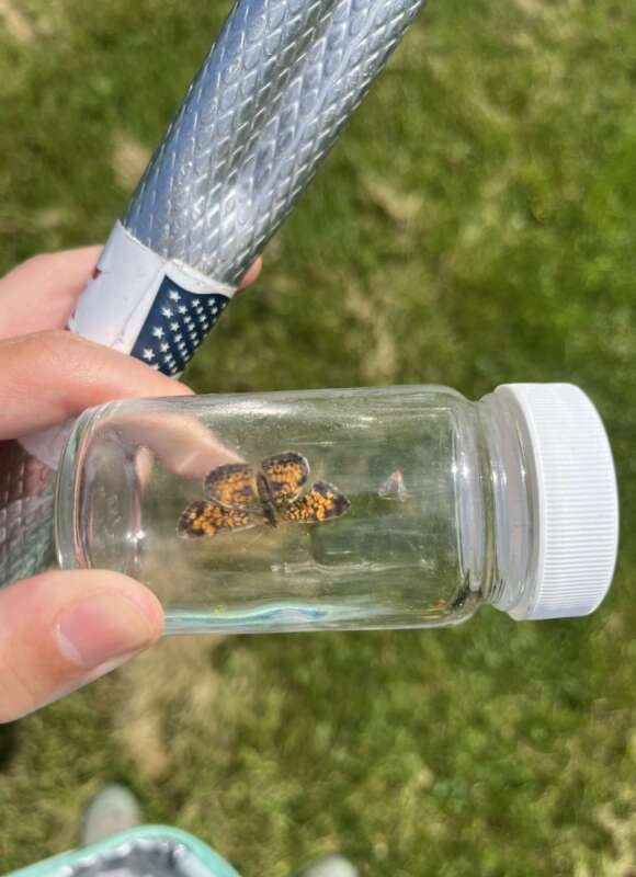During our first independent pollinator survey, I got to put our efforts on the Vermont butterfly guide to work! While I couldn’t identify the butterflies we found to species, it was gratifying to at least sort them into subfamilies or genera. For instance, I knew this was a Crescent but couldn’t identify it to species without Dr. Narango’s help. 