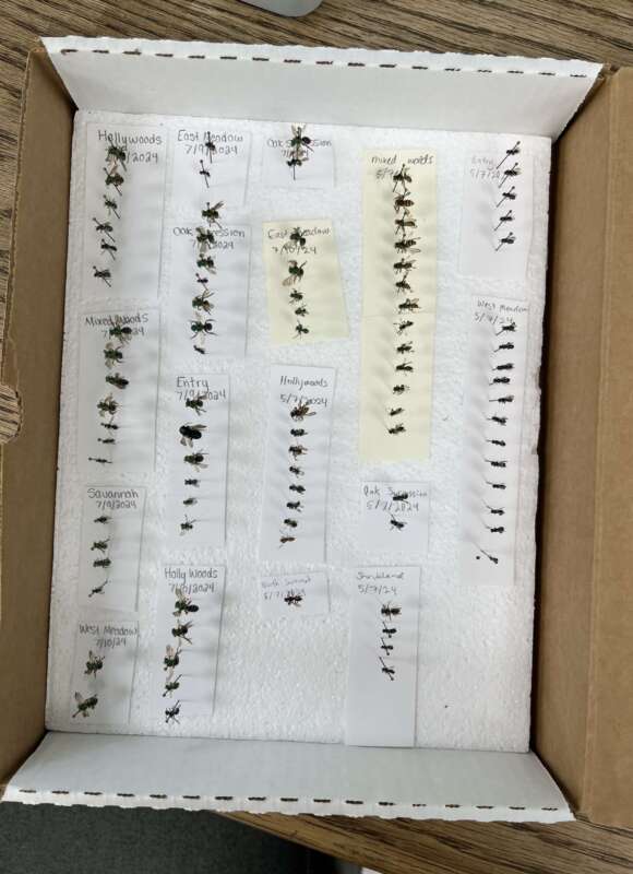 Continuing what we started at the Smith Richardson preserve, we also pinned and identified the small bees we found. As the property continues to change with native plant restoration, I’m curious how its bee community will change! 