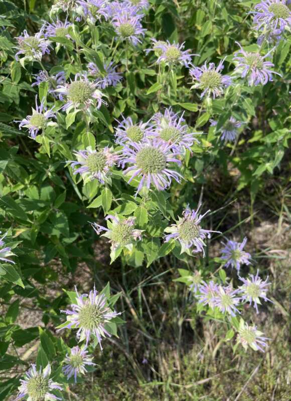 One intern program goal this summer was to create a native plant garden at VCE’s office. Since I’m still learning my plants, it was daunting. Still, the pollinator surveys I participated in helped me discover which plants the native pollinators preferred (this Wild Bergamot was very popular with the bumble bees and skippers!). Along with Wild Bergamot, I’m very excited to see the White Turtleheads I picked out grow. 