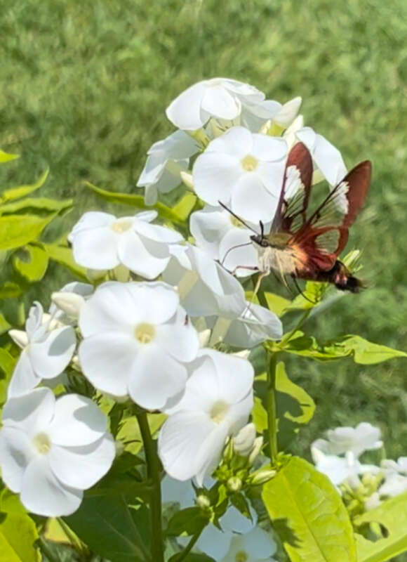 While searching for additions to the garden, we spotted not just one but two Hummingbird Moths! Hopefully, our picks for the garden will attract even more. 