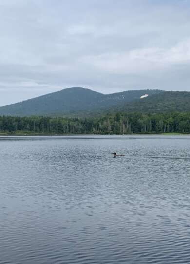 The unknown loon swims peacefully. 