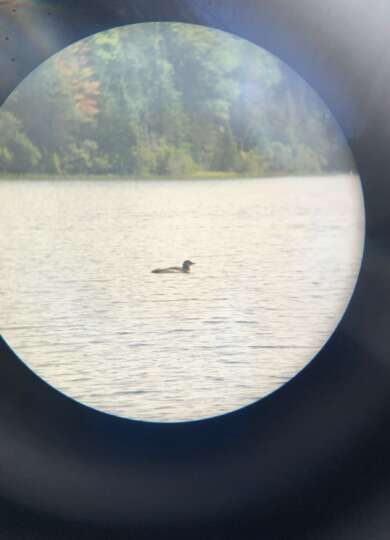 An older loon chick on the lake 