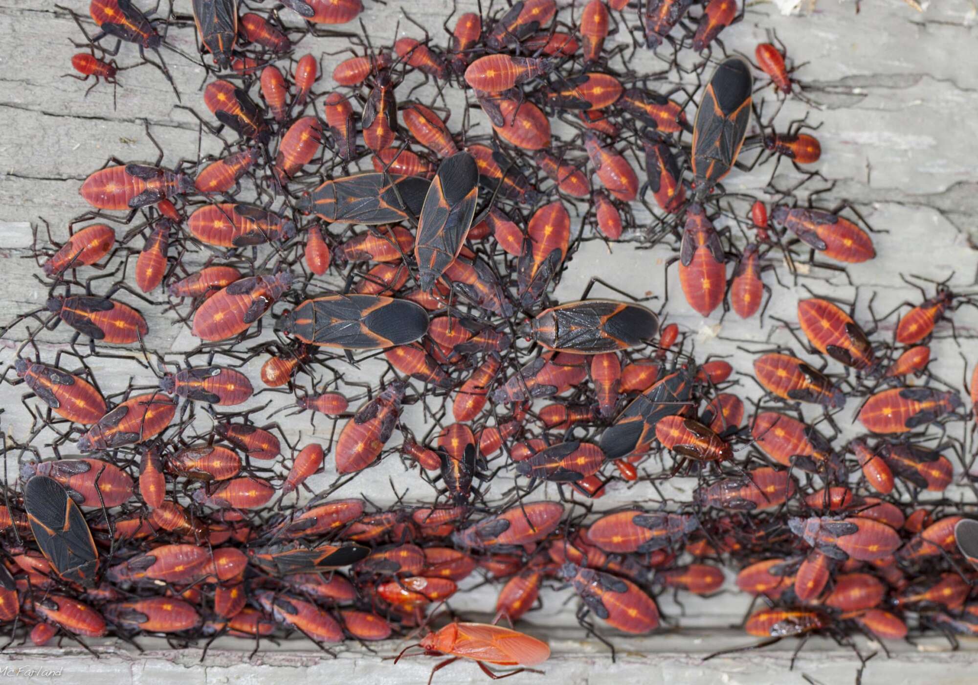 Boxelder Bugs gather &copy; © Kent McFarland