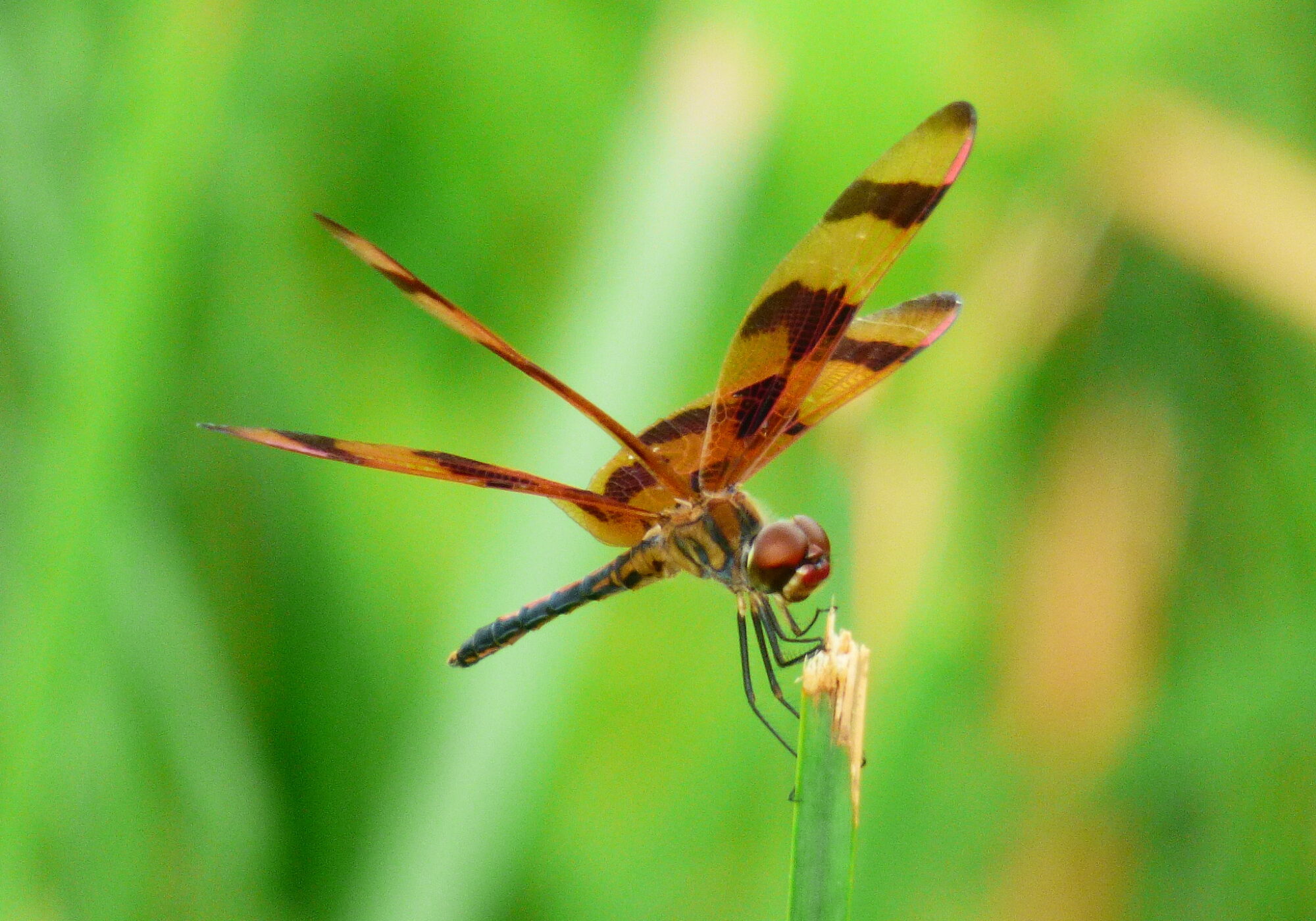 Halloween Pennant (Celithemis eponina) &copy; © iNaturalist user KingMush
