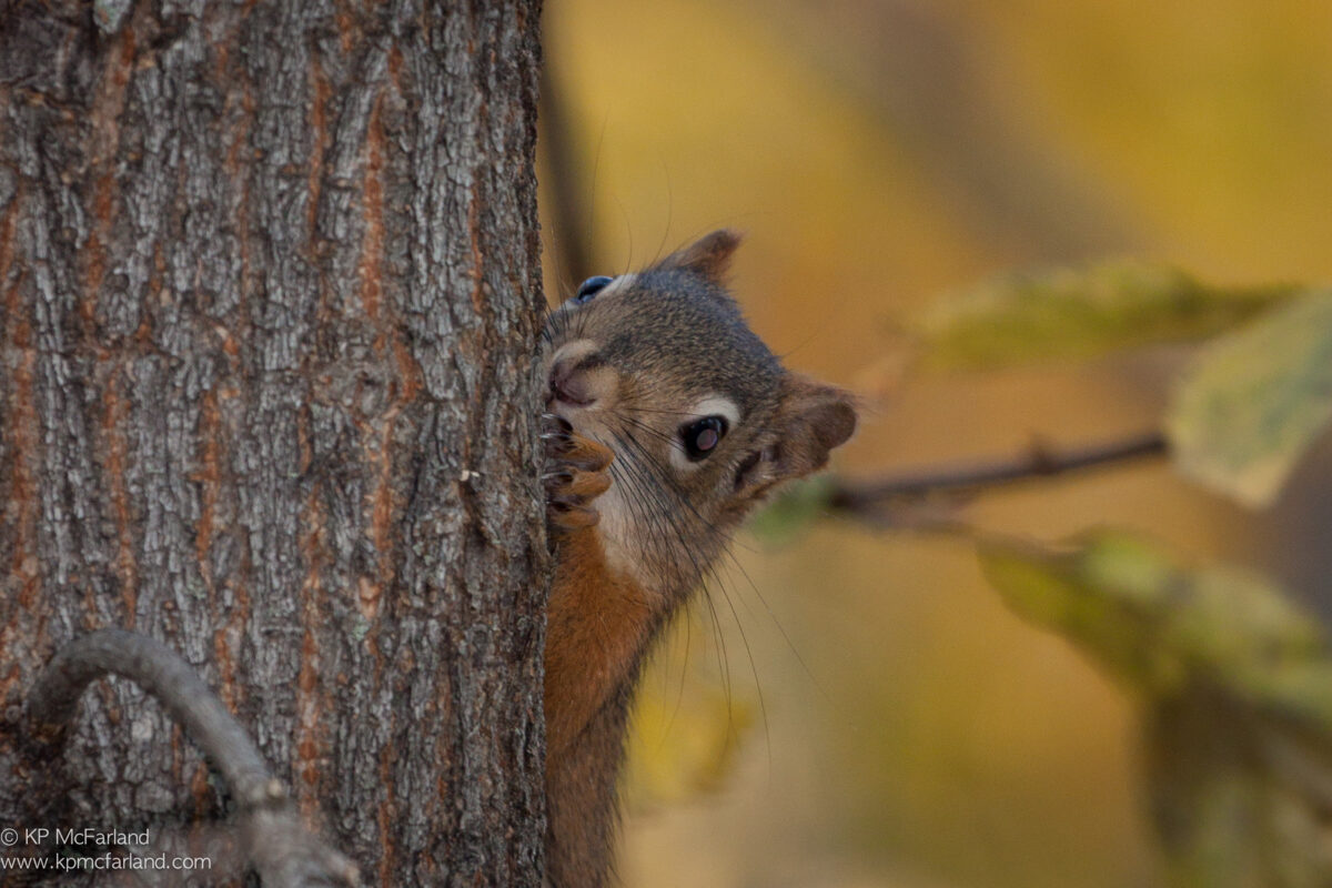 American Red Squirrel (Tamiasciurus hudsonicus) &copy; © Kent McFarland