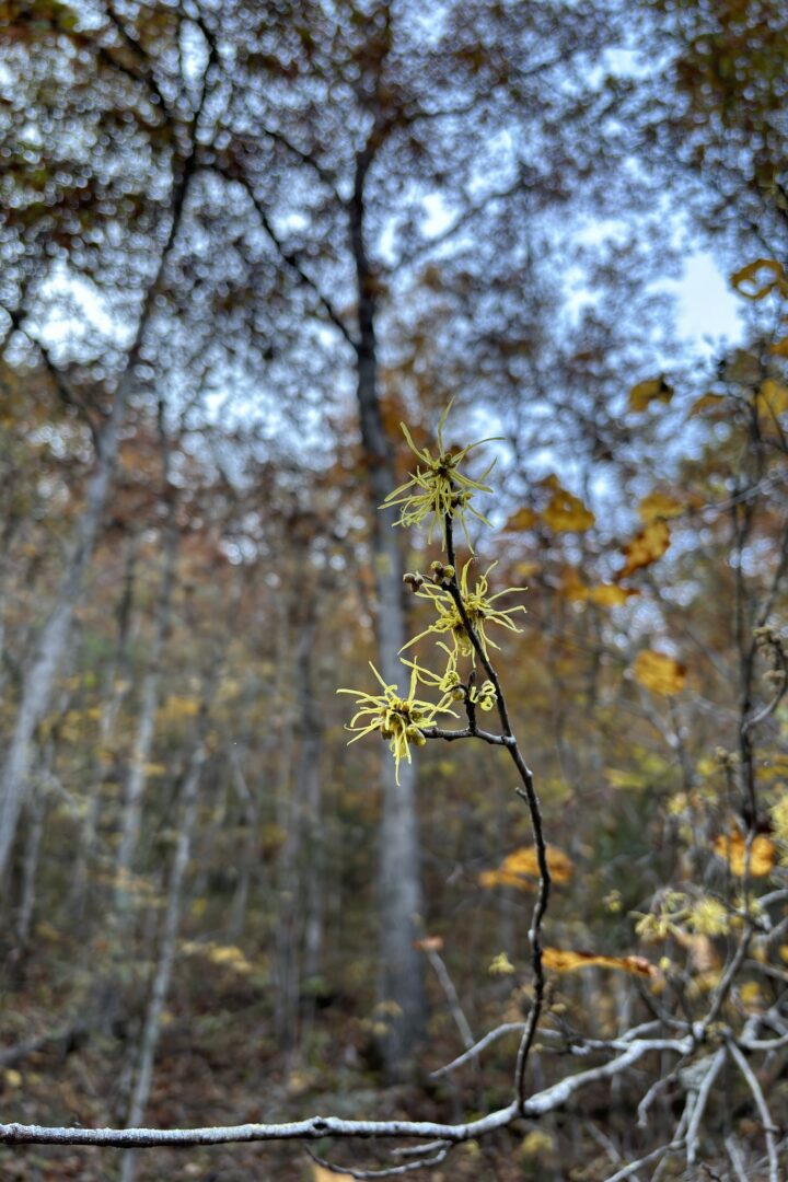 Common Witch-Hazel (Hamamelis virginiana) &copy; © iNaturalist user Jack Looney 