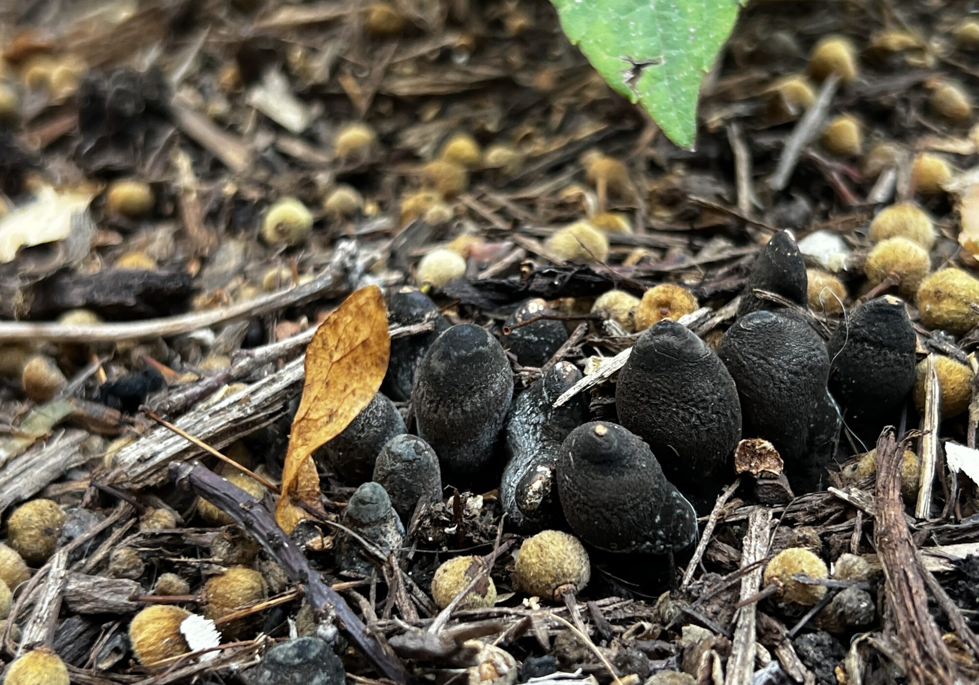 Dead Man’s Fingers (Xylaria polymorpha) &copy; iNaturalist user pigboi (https://www.inaturalist.org/observations/248920597)
