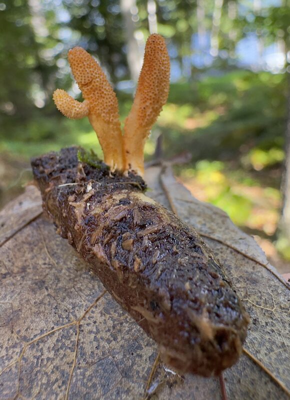 Scarlet Caterpillar Club (Cordyceps militaris) growing out of a pupae &copy; iNaturalist user keara_giannotti (https://www.inaturalist.org/observations/237655493)