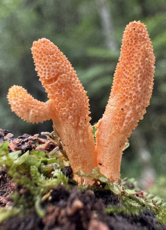 Scarlet Caterpillar Club (Cordyceps militaris) &copy; iNaturalist user keara_giannotti (https://www.inaturalist.org/observations/237655493)