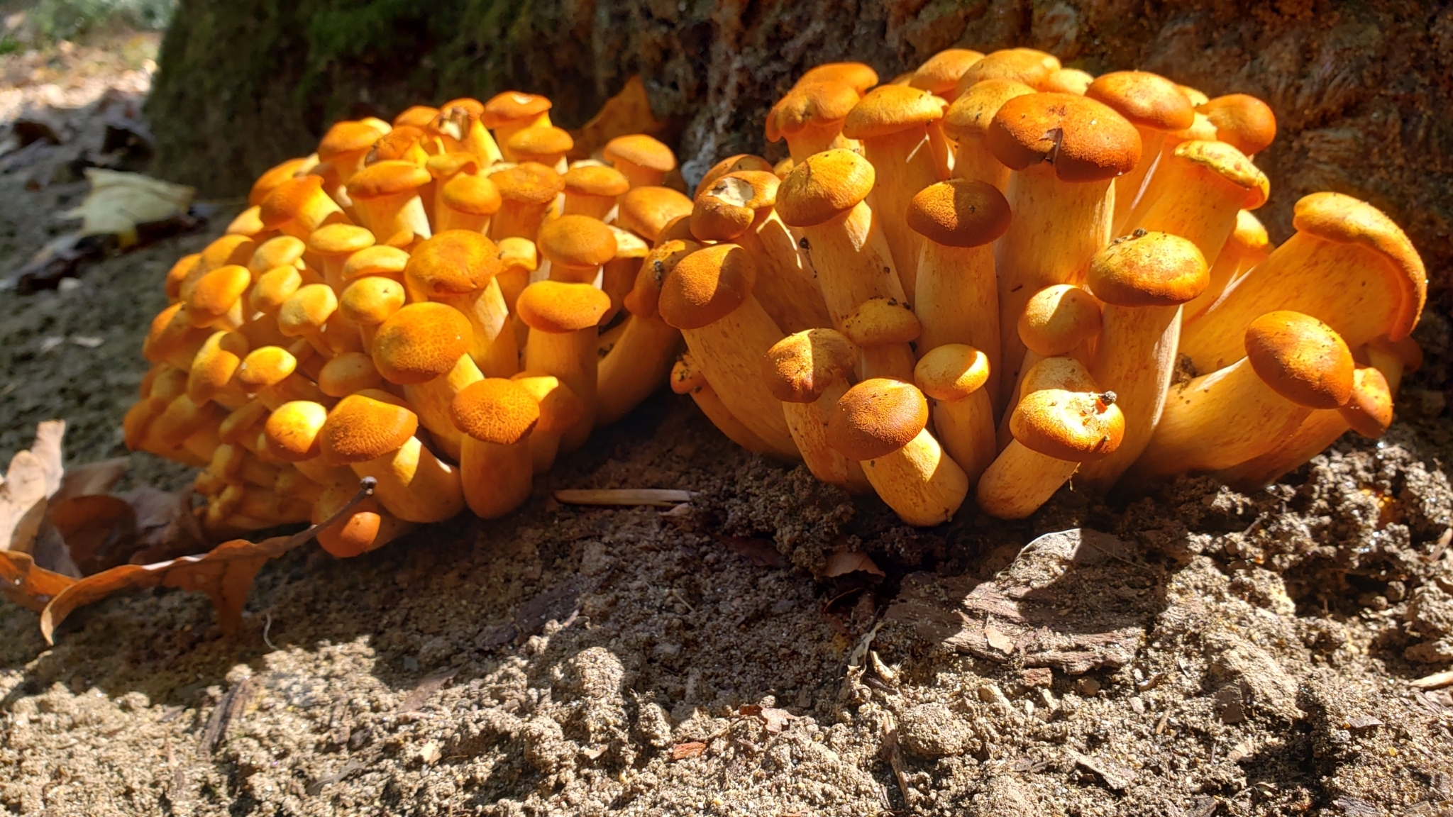 FUNGUS 完売間近！！ Frightening Fungi of Vermont | Vermont Center for Ecostudies