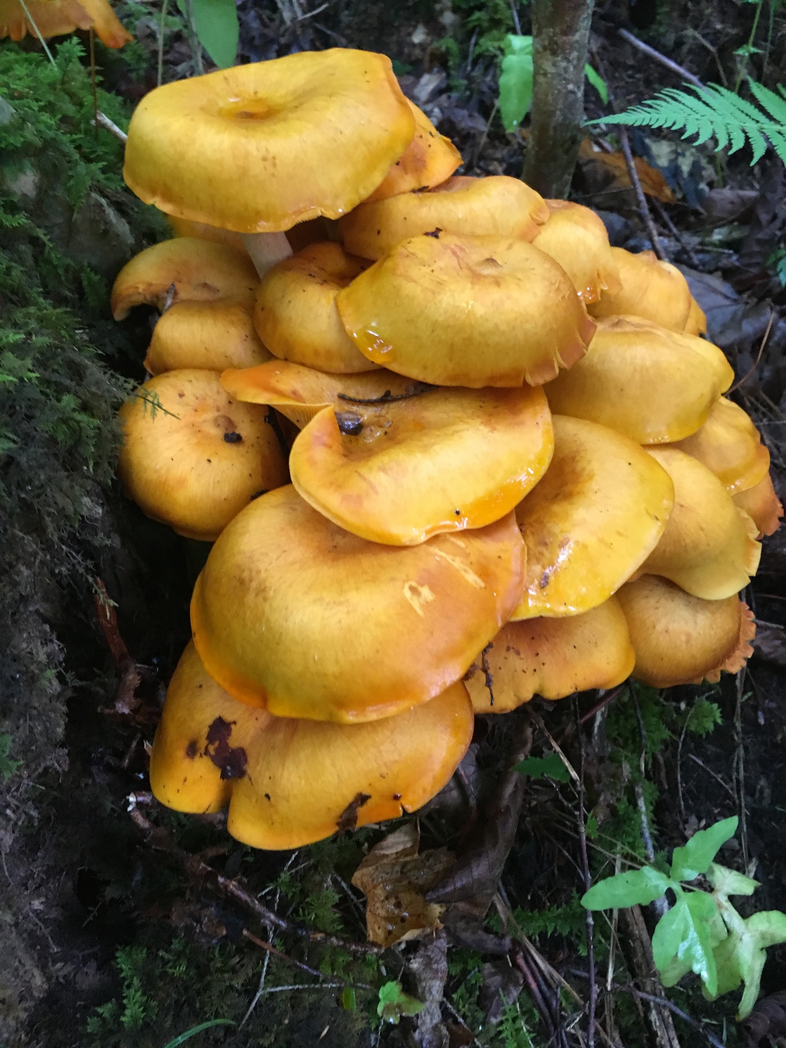 Frightening Fungi of New England's Autumn