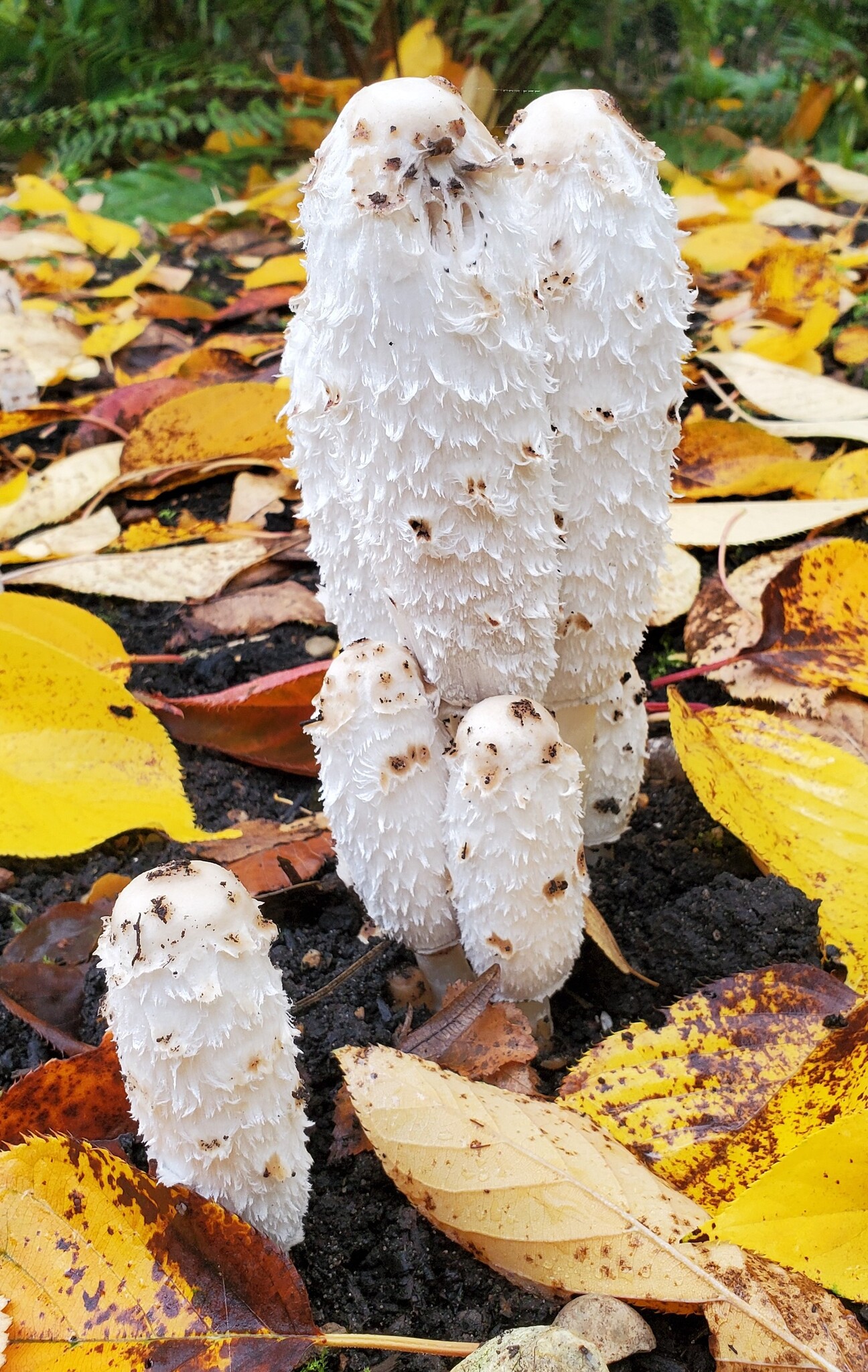 Frightening Fungi of New England's Autumn