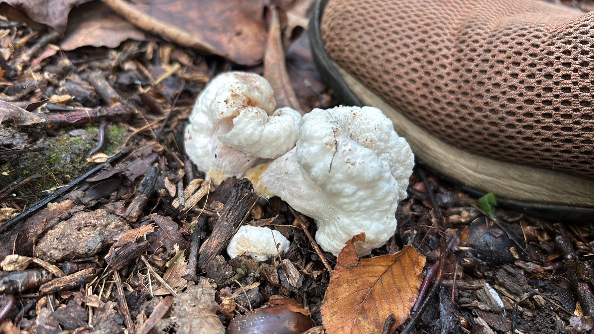 Frightening Fungi of New England's Autumn