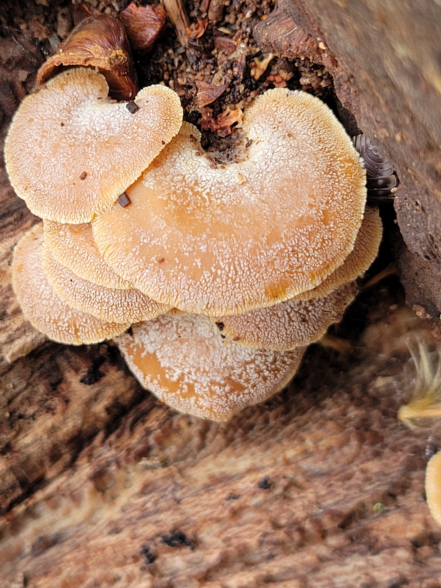 Frightening Fungi of New England's Autumn