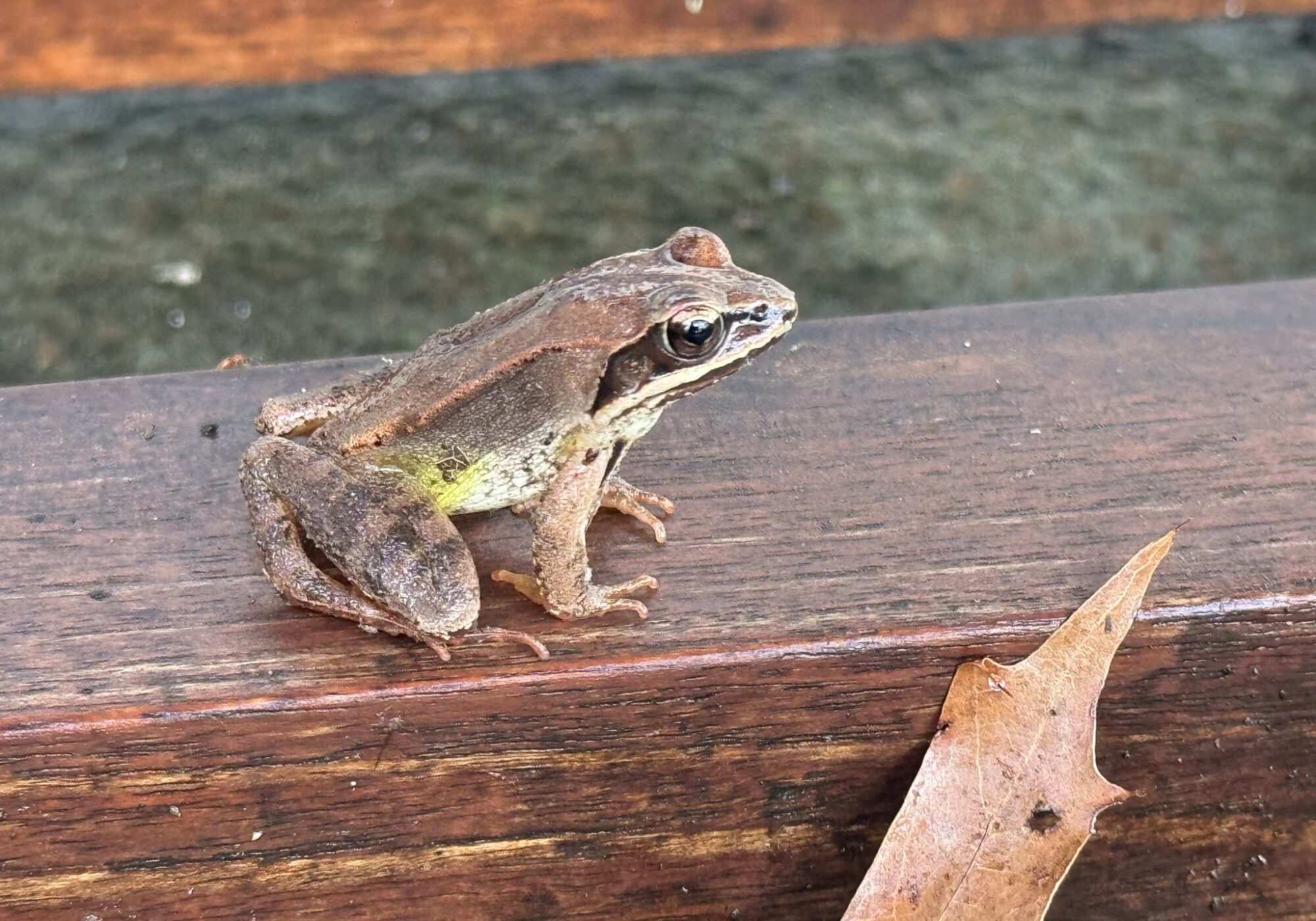 Wood Frog (Lithobates sylvaticus) &copy; Photo by iNaturalist user herminechen