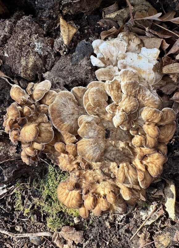 Hen of the Woods (Grifola frondosa) &copy; Photo by iNaturalist user aaflaata