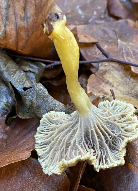 Yellowfoot Chanterelles (Craterellus tubaeformis) &copy; Photo by iNaturalist user pvj