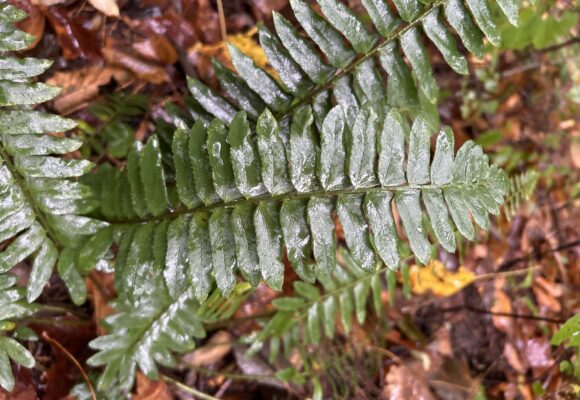 Christmas Fern (Polystichum acrostichoides) &copy; Photo by iNaturalist user declanmccabe