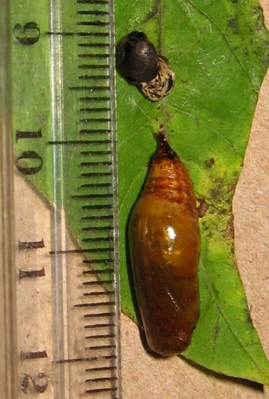 Silver-spotted Skipper pupa (Epargyreus clarus)  &copy; Photo by iNaturalist user joebartok