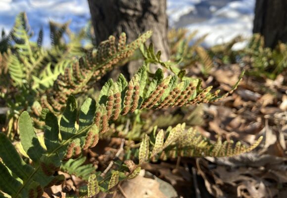 Rock Polypody (Polypodium virginianum) &copy; Photo by iNaturalist user splnddfairywren