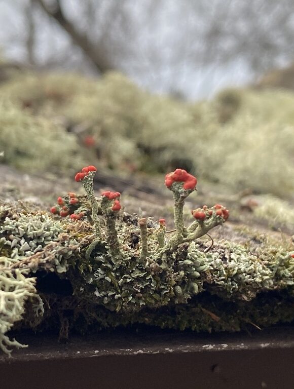 Wild Grapes (<i>Vitis</i> genus) &copy; © K.P. McFarland