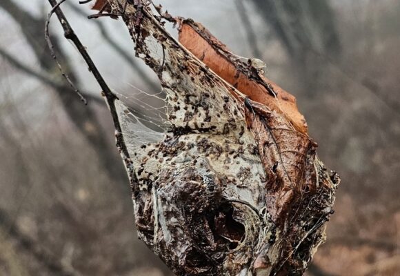 Harebell (<i>Campanula rotundifolia</i>) &copy; © Nathaniel Sharp
