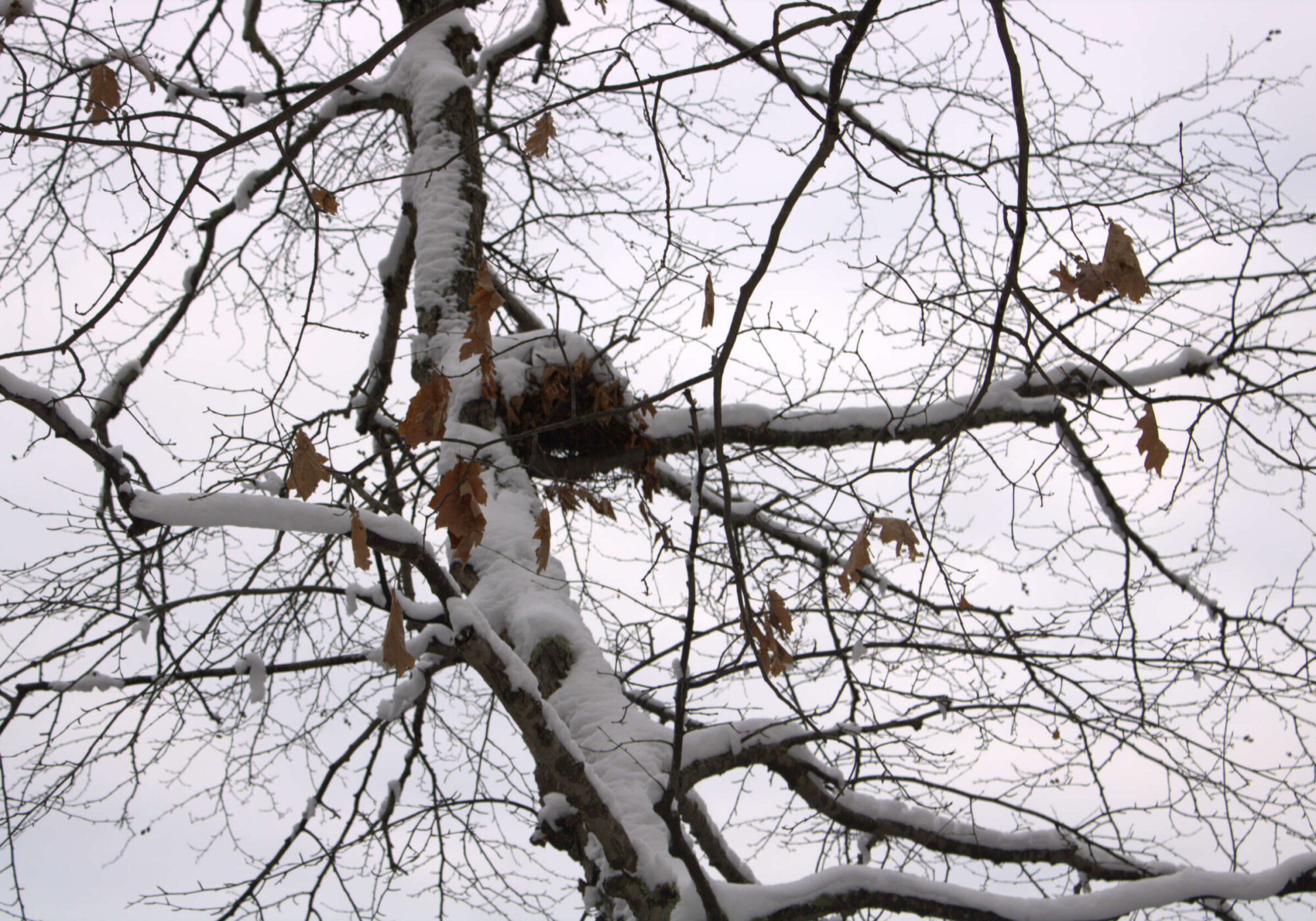 A squirrel drey   &copy; Louisacrane CC BY-SA 4.0