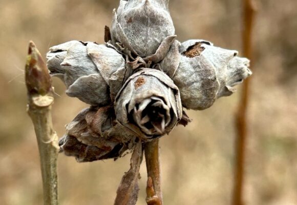 American Bullfrog Tadpole &copy; © Nathaniel Sharp