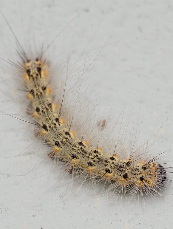 15245, , large (5), , , image/jpeg, https://media.vtecostudies.org/wp-content/uploads/2024/12/08170904/large-5.jpg, 1024, 768, Array, Array iNat user jfmantis