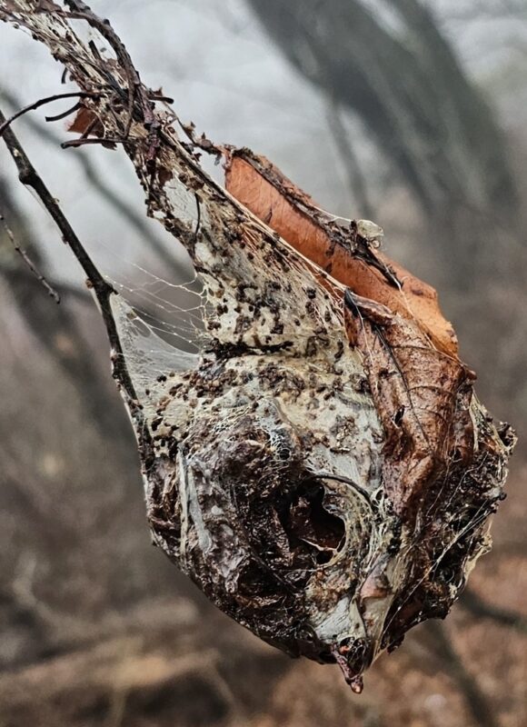 15244, , large (1), , , image/jpeg, https://media.vtecostudies.org/wp-content/uploads/2024/12/08170907/large-1.jpeg, 1017, 1024, Array, Array iNat user rkluzco