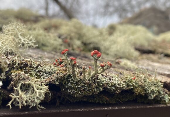 15243, , large (4), , , image/jpeg, https://media.vtecostudies.org/wp-content/uploads/2024/12/08170911/large-4.jpg, 1024, 768, Array, Array iNat user echughes