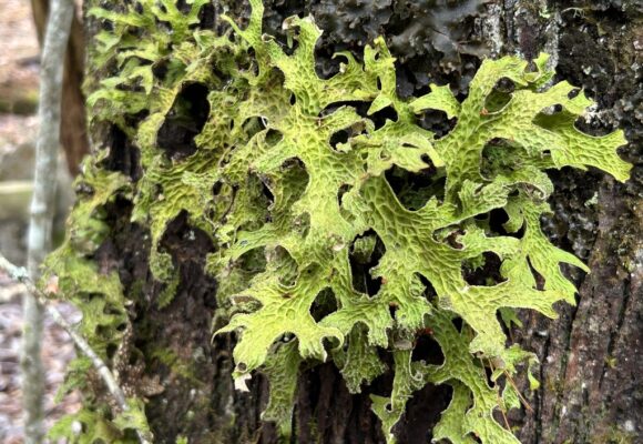 15242, , large (3), , , image/jpeg, https://media.vtecostudies.org/wp-content/uploads/2024/12/08170914/large-3.jpg, 1024, 768, Array, Array iNat user michaeloc8n