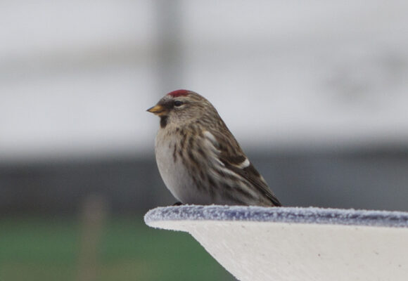 Columbia Moth Cocoon  &copy; © Rob Hannawacker