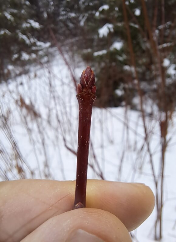 15296, , large (3), , , image/jpeg, https://media.vtecostudies.org/wp-content/uploads/2025/01/08170725/large-3.jpeg, 768, 1024, Array, Array iNaturalist user carterdorscht