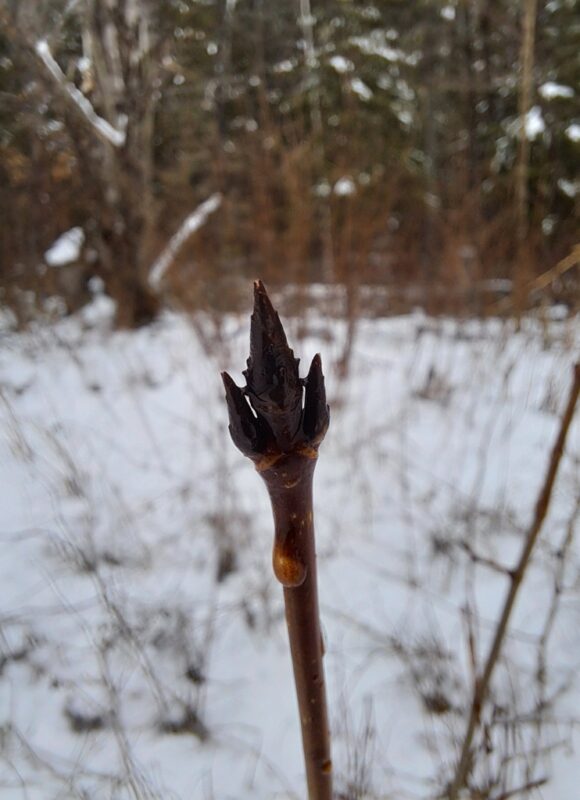 15295, , large (2), , , image/jpeg, https://media.vtecostudies.org/wp-content/uploads/2025/01/08170728/large-2.jpeg, 768, 1024, Array, Array iNaturalist user carterdorscht