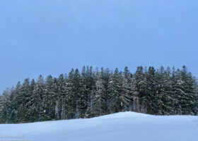 February 2025 Field Guide