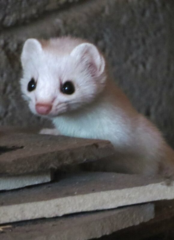 Swamp Milkweed (<i>Asclepias incarnata</i>) &copy; © Nathaniel Sharp