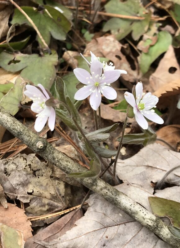 Sharp-lobed Hepatica (Hepatica acutiloba) &copy; Kent McFarland 