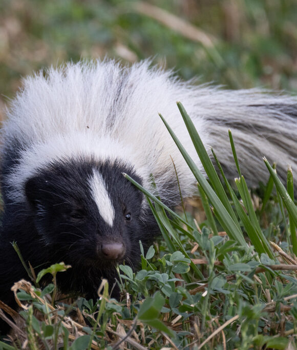 Common Green Darner  &copy; © Nathaniel Sharp