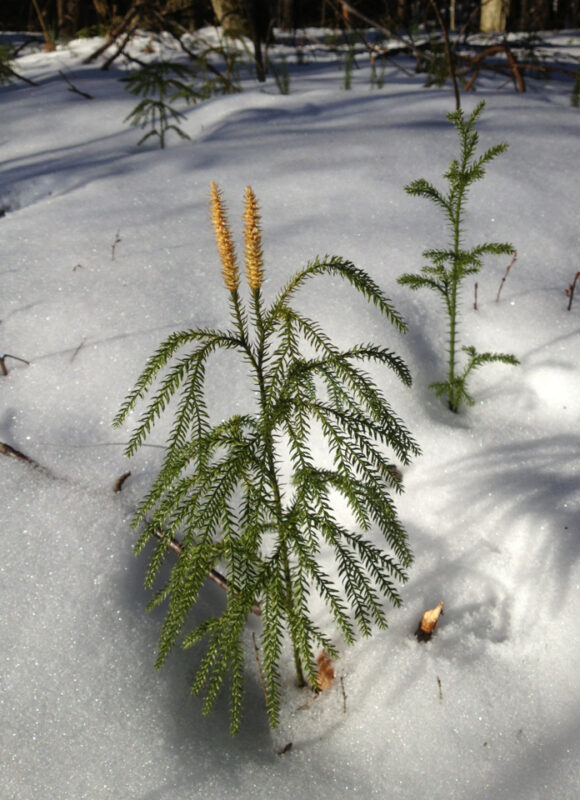 Flat-branched Tree-Clubmoss (Dendrolycopodium obscurum) &copy; Kent McFarland 
