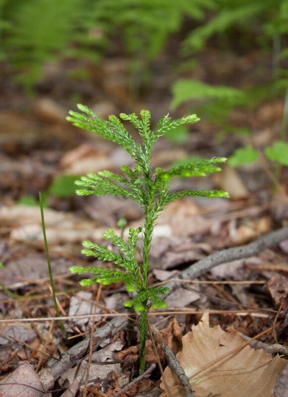 Flat-branched Tree-Clubmoss (Dendrolycopodium obscurum) &copy; Kent McFarland 